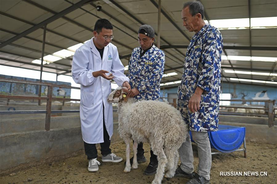 Молодой специалист разводит овец и баранов в Нинся