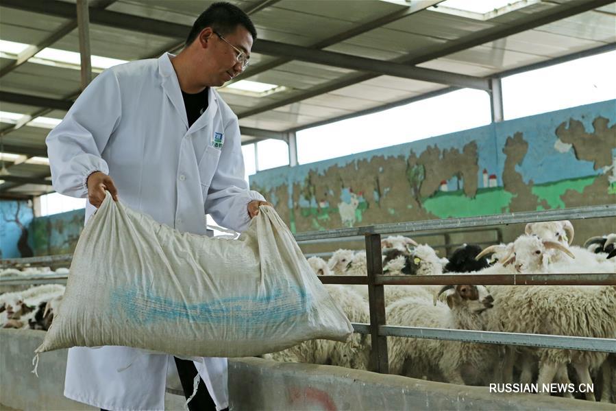 Молодой специалист разводит овец и баранов в Нинся
