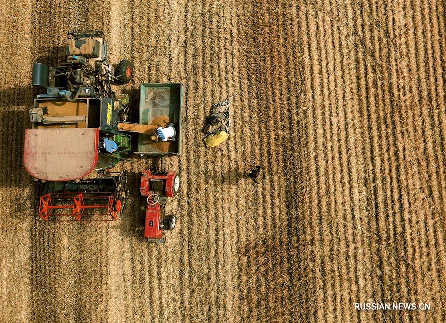 Сезон урожая в Центральном Китае