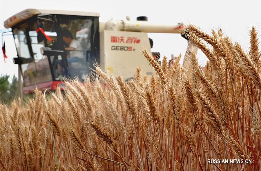 Сезон урожая в Центральном Китае