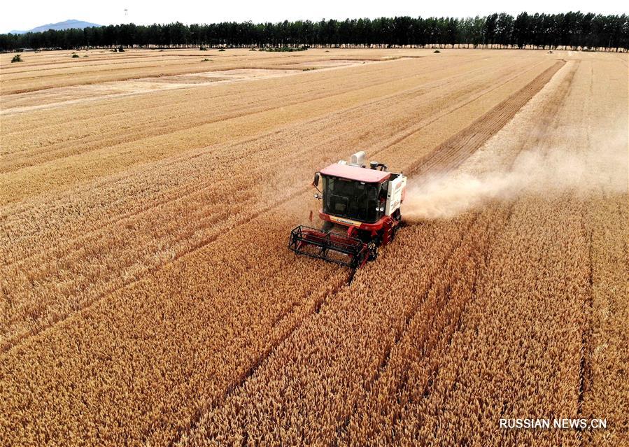 Сезон урожая в Центральном Китае