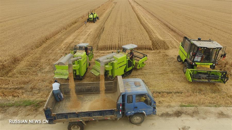 В провинции Аньхой собирают урожай пшеницы
