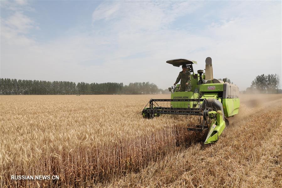 В провинции Аньхой собирают урожай пшеницы