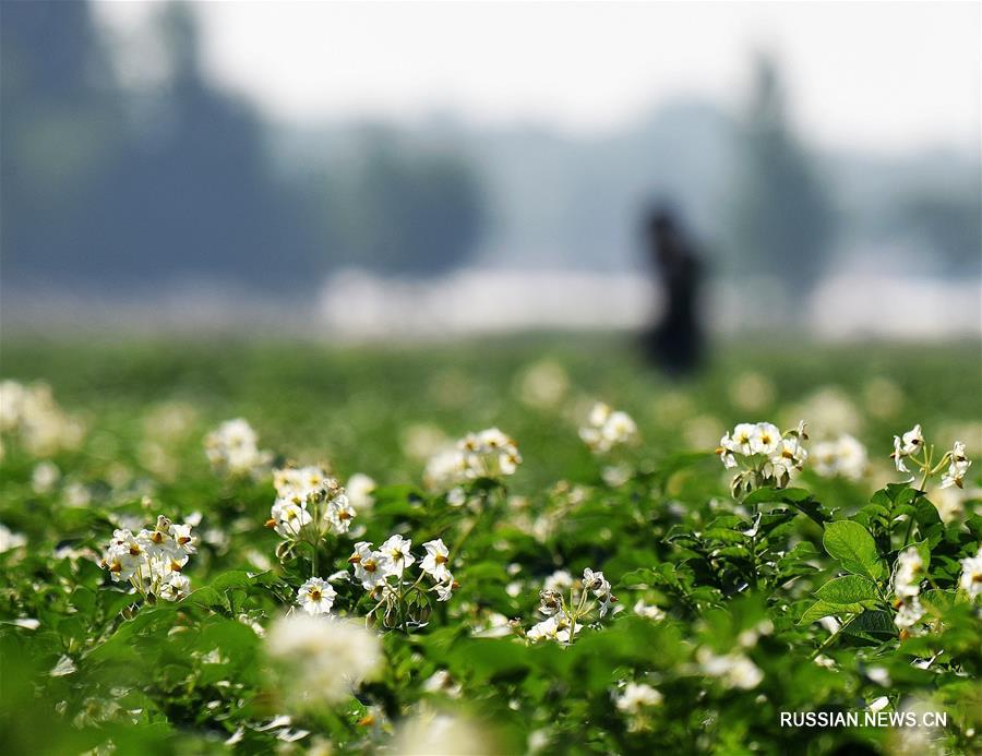 Цветение картофеля на полях в Цзяочжоу