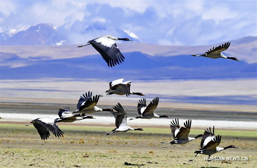 Черношейные журавли на заповедном озере в Тибете 