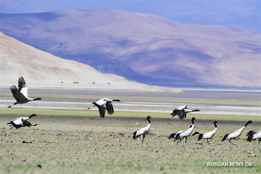 Черношейные журавли на заповедном озере в Тибете 