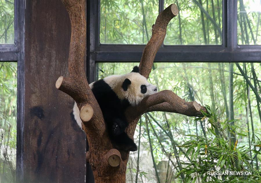 Малыша большой панды из шанхайского зоопарка назвали Ци Ци
