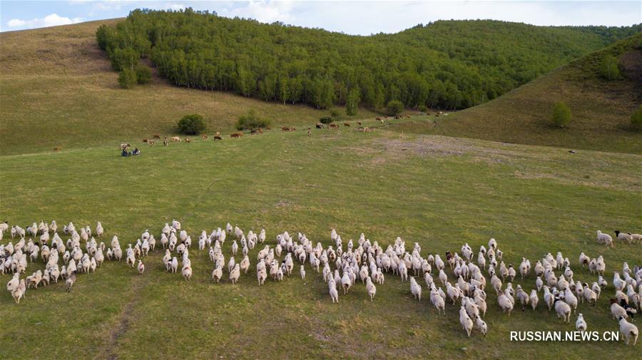 Июньские пейзажи степи Ар-Хорчин