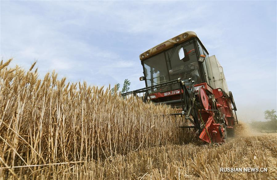 Золотые поля пшеницы в Китае