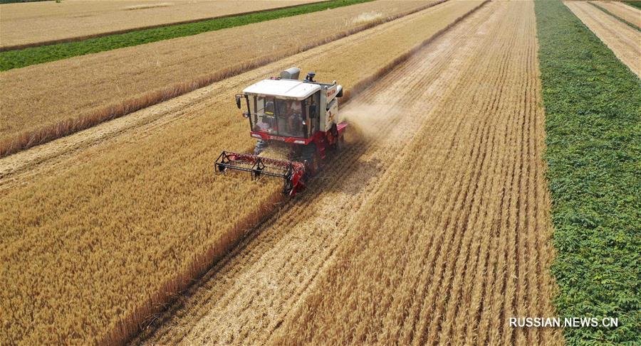 Золотые поля пшеницы в Китае