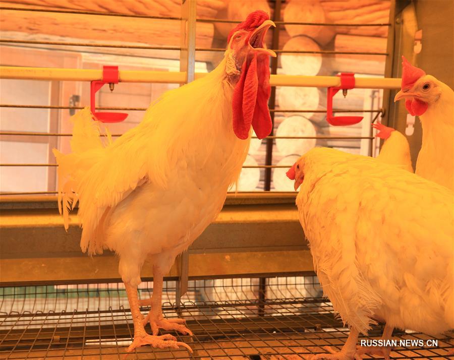 Выставка "Белагро-2019" открылась в Минском районе