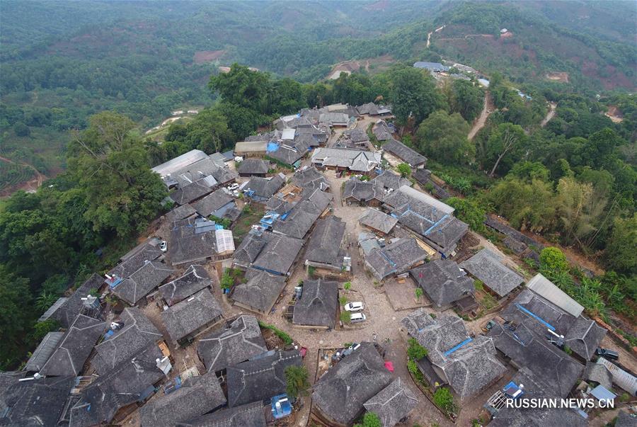 Сбор летнего чая в провинции Юньнань