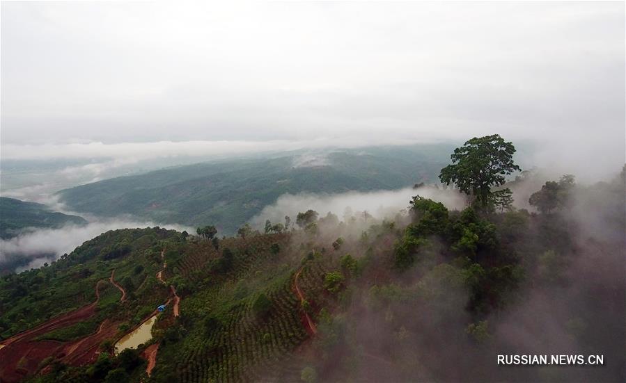 Сбор летнего чая в провинции Юньнань