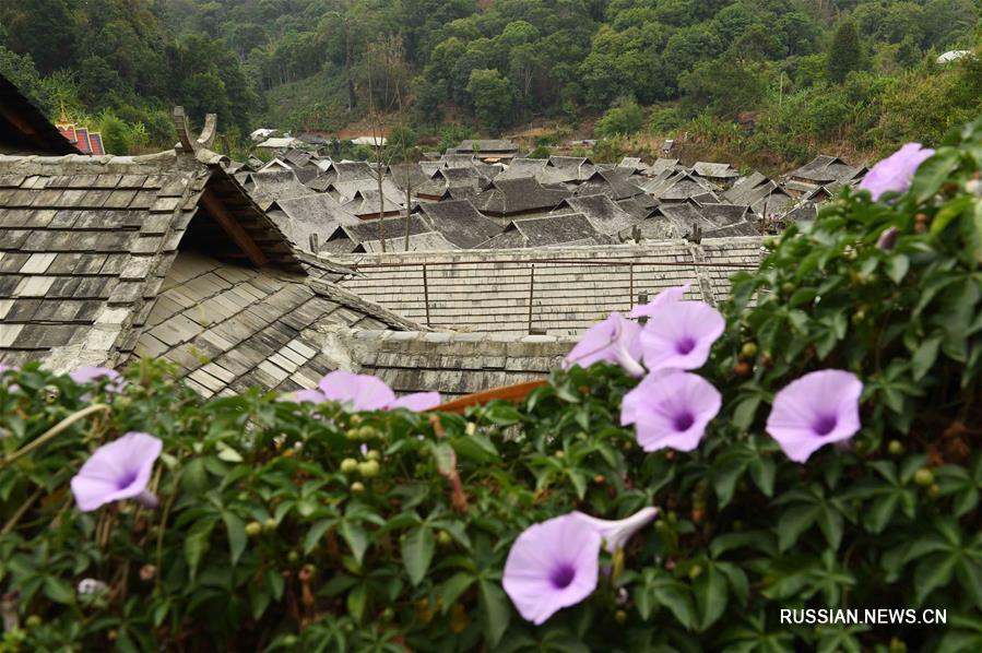 Сбор летнего чая в провинции Юньнань