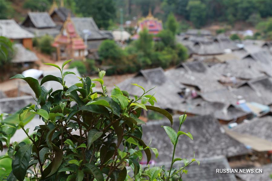 Сбор летнего чая в провинции Юньнань