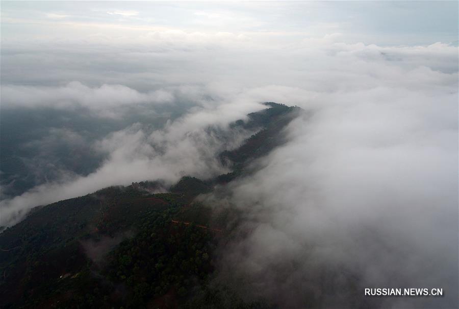 Сбор летнего чая в провинции Юньнань