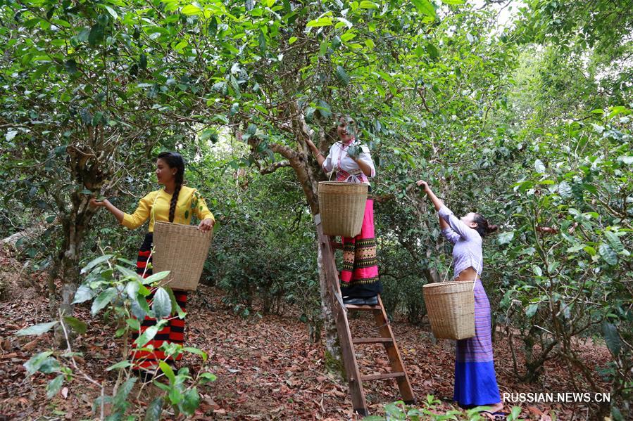 Сбор летнего чая в провинции Юньнань