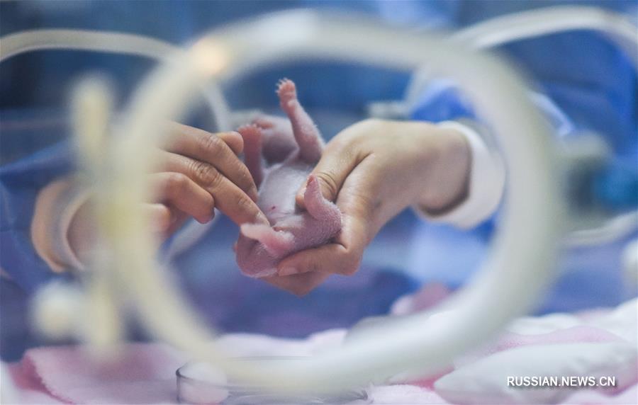Первый за 2019 год детеныш содержащейся в неволе большой панды родился в Чэнду