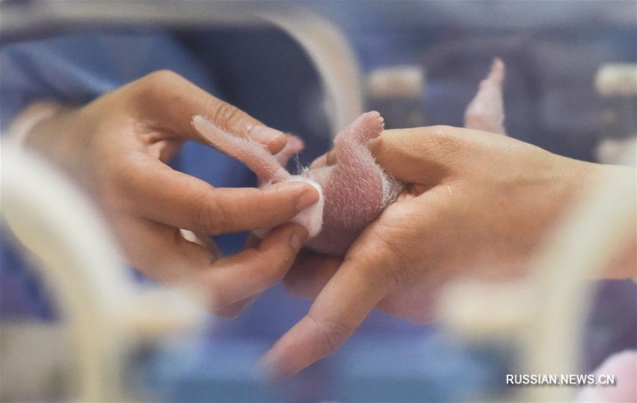 Первый за 2019 год детеныш содержащейся в неволе большой панды родился в Чэнду