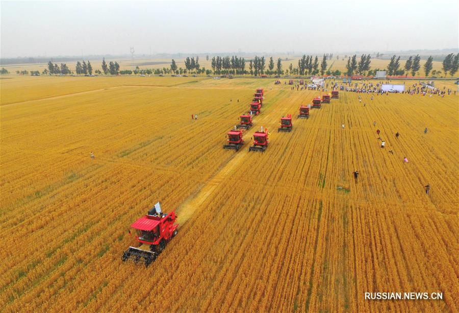 Сбор урожая пшеницы в провинции Хэбэй