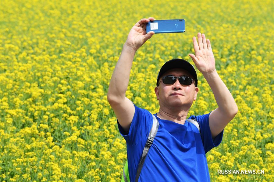 Цветущий рапс в провинции Шаньси