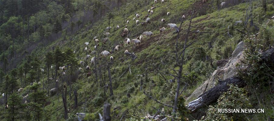 Летняя жизнь такинов в горах Циньлин