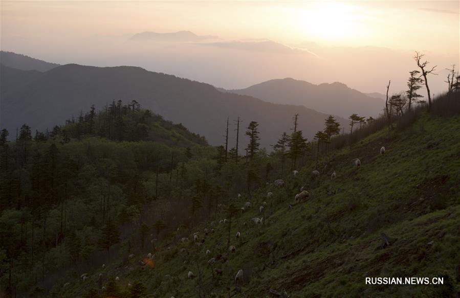 Летняя жизнь такинов в горах Циньлин