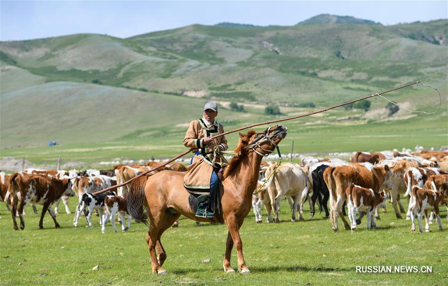 Кочевая жизнь скотоводов в степях Внутренней Монголии 