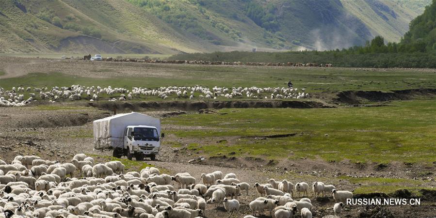 Кочевая жизнь скотоводов в степях Внутренней Монголии 