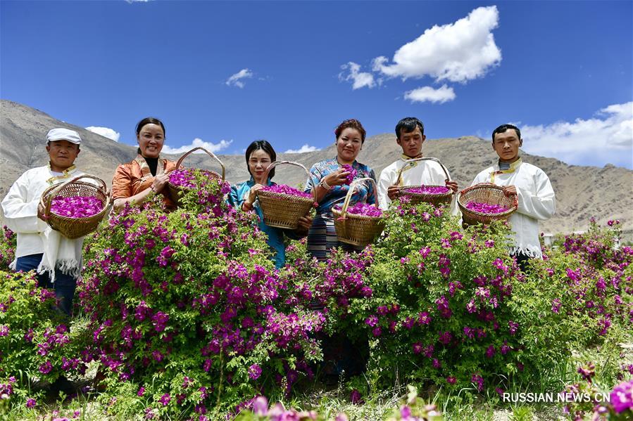Розовые плантации высоко в горах Тибета ждут гостей 