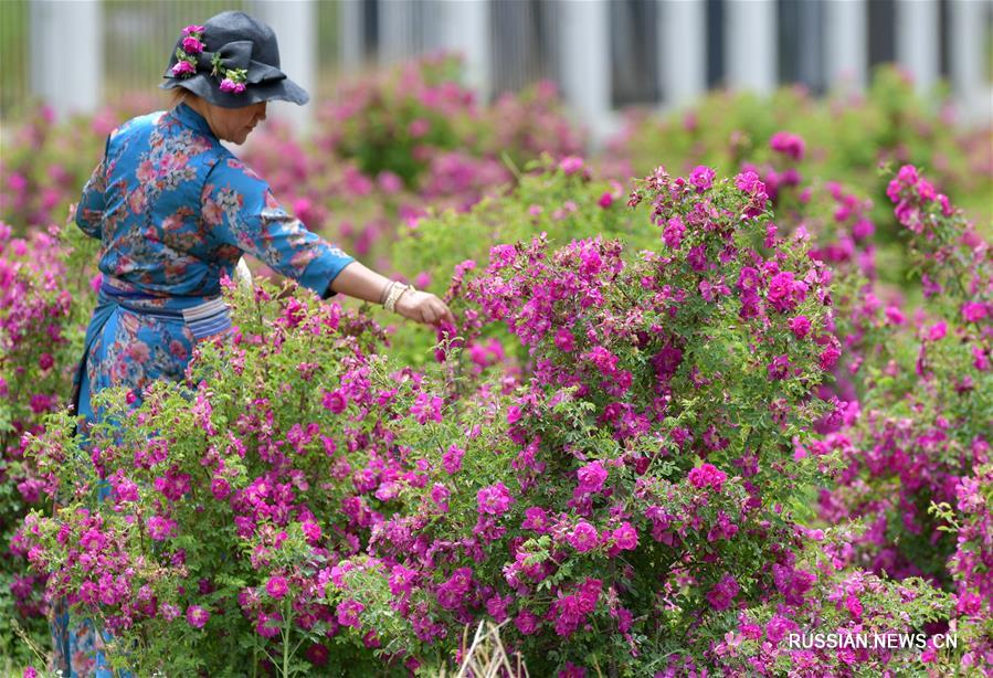 Розовые плантации высоко в горах Тибета ждут гостей 