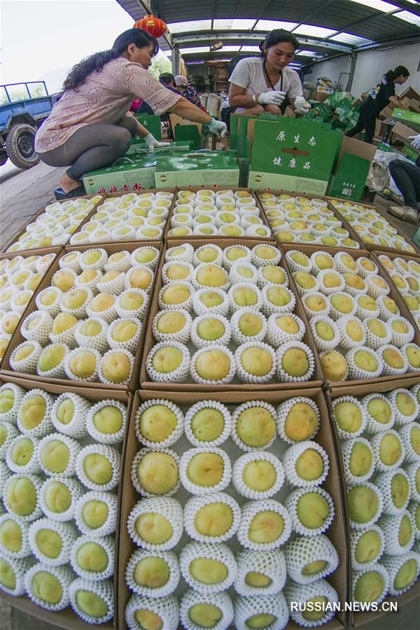 Ароматные белые абрикосы приносят дополнительный доход фермерам в провинции Хэбэй
