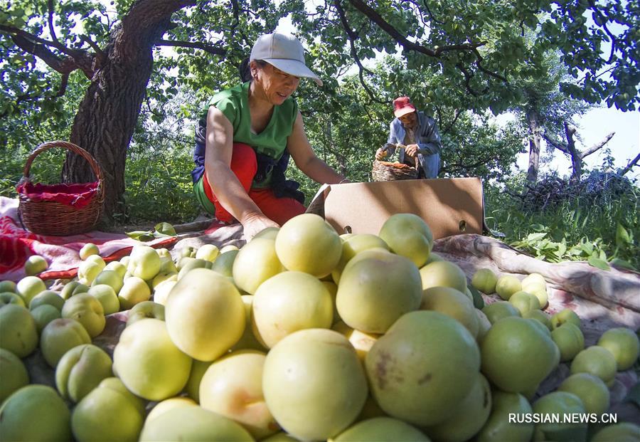 Ароматные белые абрикосы приносят дополнительный доход фермерам в провинции Хэбэй