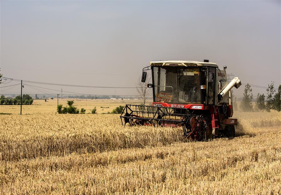 Уборка урожая пшеницы в Китае