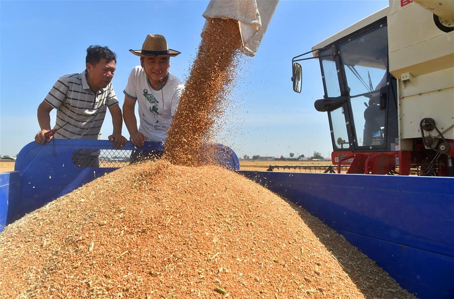 Уборка урожая пшеницы в Китае