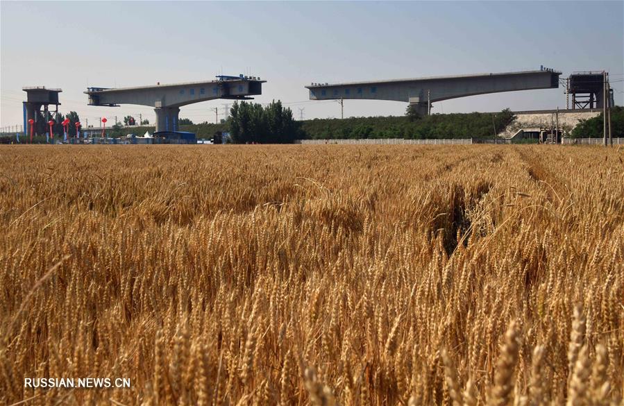 На строящейся ВСМ Вэйфан -- Лайси успешно повернули секцию эстакады над линией Хайтянь -- Циндао 