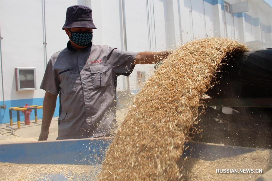 В Китае началась закупка летних зерновых