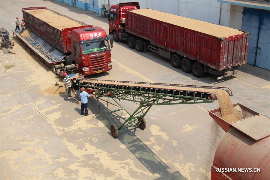 В Китае началась закупка летних зерновых