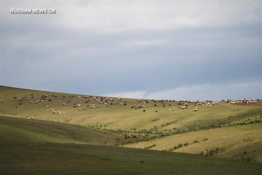 Летняя красота монгольской степи