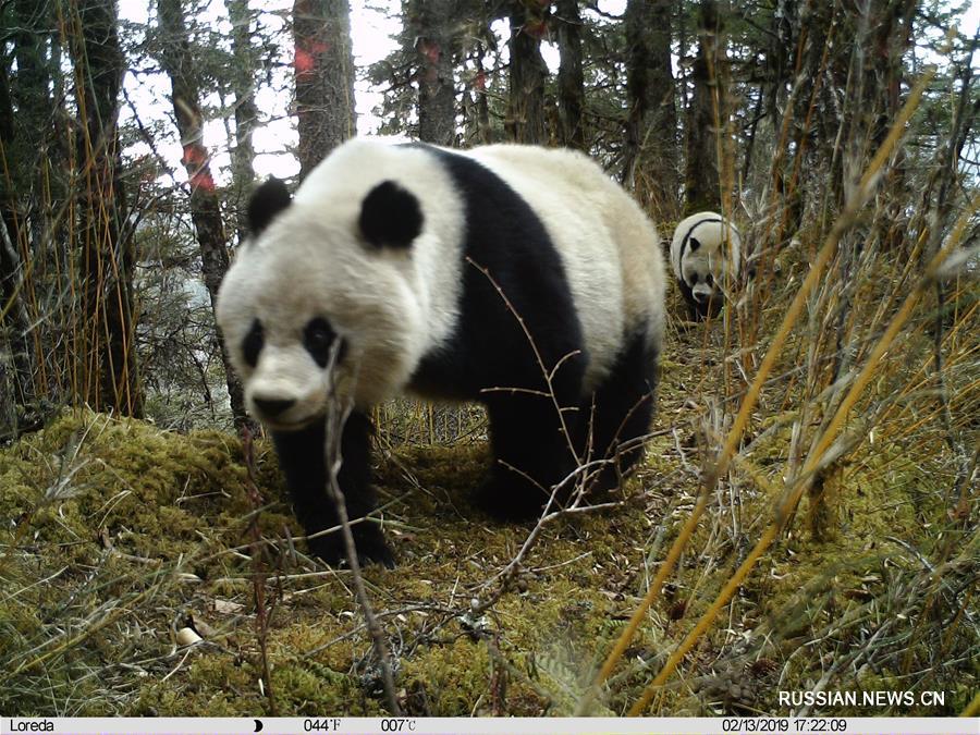 Инфракрасные камеры в заповеднике Хуанлун впервые зафиксировали самку большой панды с детенышем