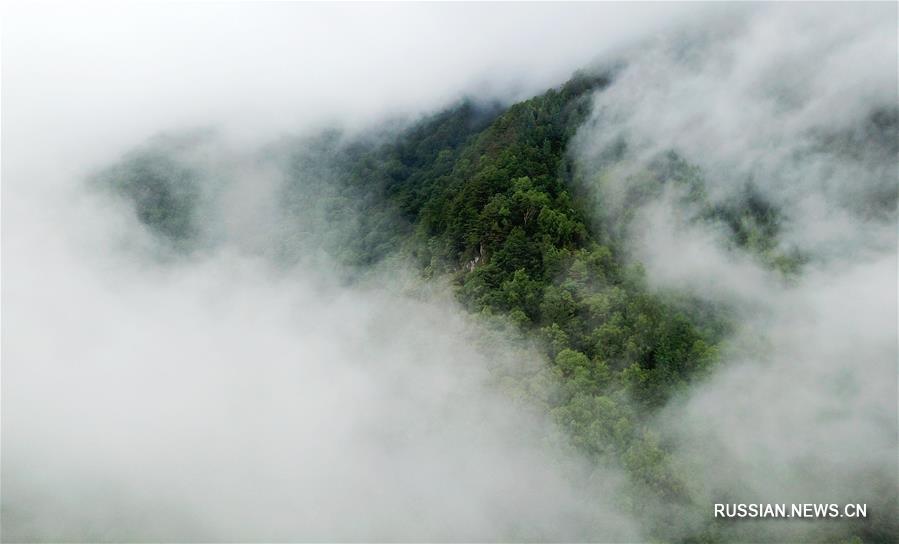 Окутанный туманом природный парк "Гуанъэгоу" 