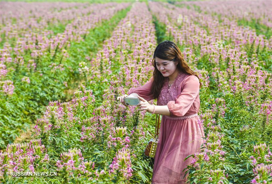 В провинции Хэбэй красивоцветущая клеома восхитила туристов своим пьянящим ароматом  
