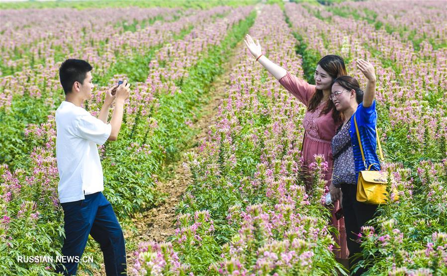 В провинции Хэбэй красивоцветущая клеома восхитила туристов своим пьянящим ароматом  