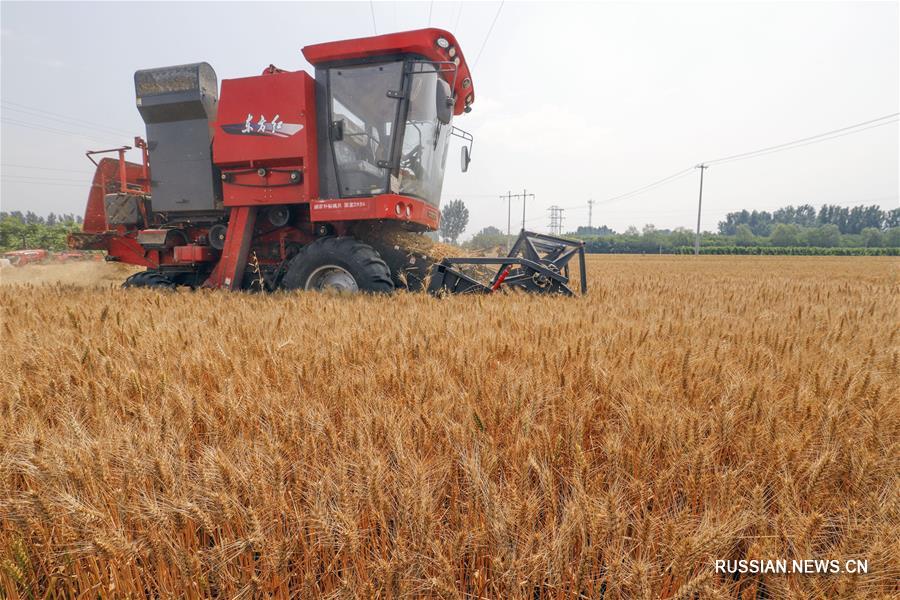 В Китае в текущем году доля машинной уборки озимой пшеницы достигла 96 проц