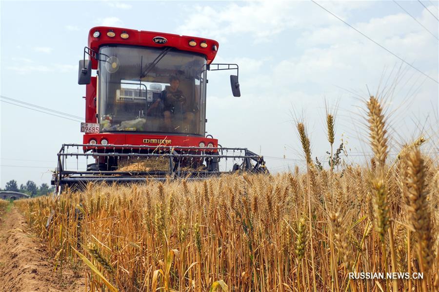 В Китае в текущем году доля машинной уборки озимой пшеницы достигла 96 проц