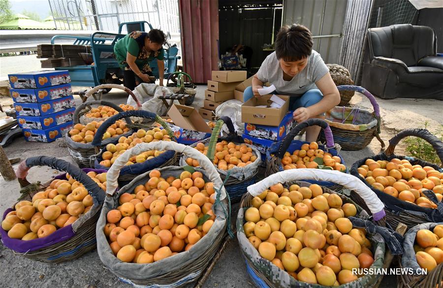 Аромат сочных абрикосов в горах Яньшань