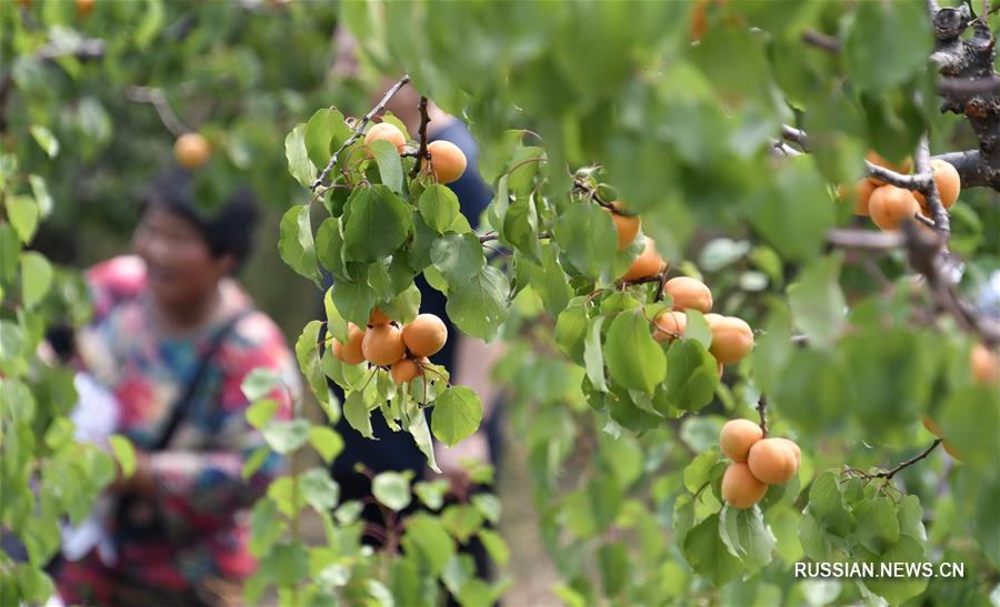 Аромат сочных абрикосов в горах Яньшань