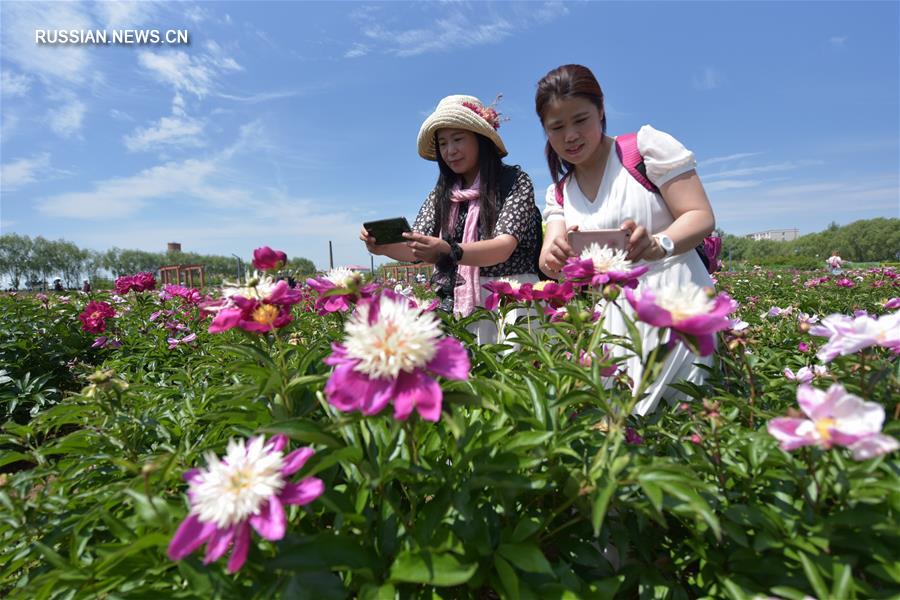 Цветущие пионы молочноцветковые в провинции Хэйлунцзян