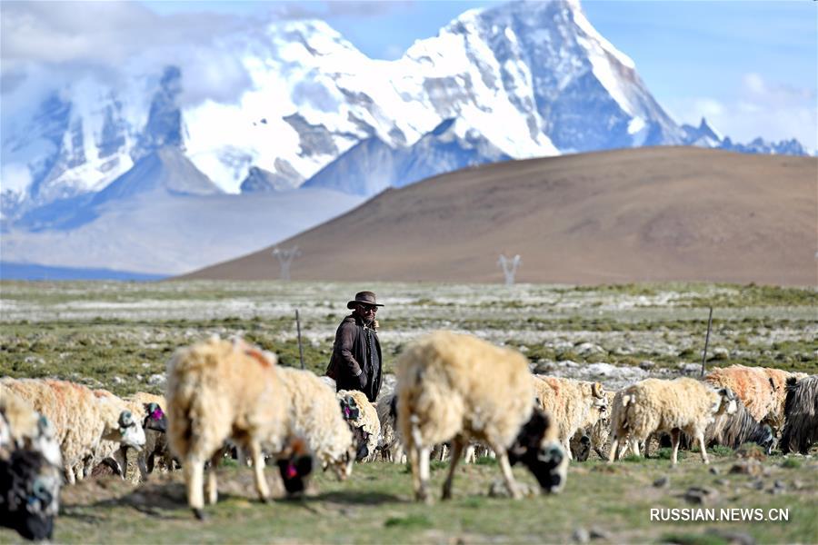 Живописная снежная гора Чомолхари в Тибетском АР