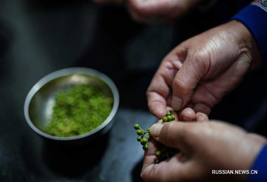 Чай из листьев масличной камелии -- гордость Гуанси-Чжуанского АР 